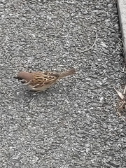 Passer montanus