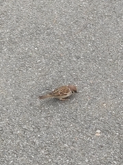 Passer montanus
