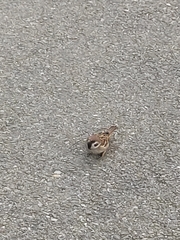 Passer montanus