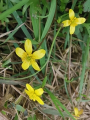 Ranunculus ternatus