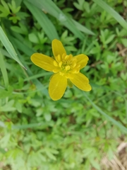 Ranunculus ternatus
