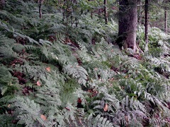 Dryopteris campyloptera