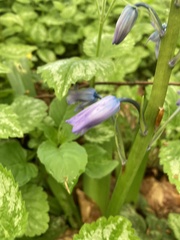 Hyacinthoides