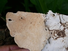 Fungi