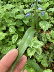Hyacinthoides