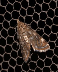 Parapoynx polydectalis