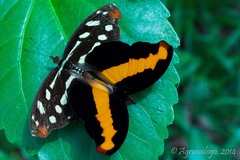 Catonephele mexicana