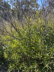 Eucalyptus stricta