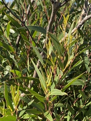Eucalyptus stricta