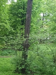 Alnus glutinosa barbata