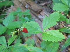 Fragaria vesca americana