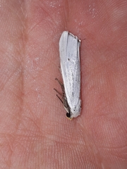 Coscinia chrysocephala