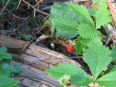 Fragaria vesca americana