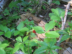 Fragaria vesca americana