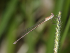 Indolestes insularis
