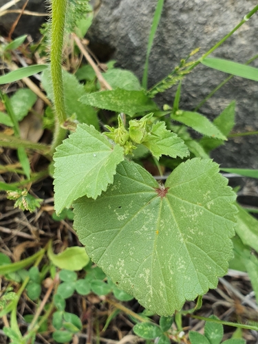 Malva trimestris image