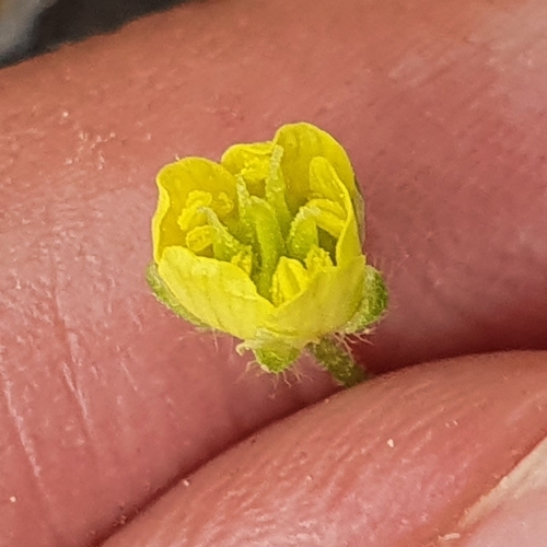 Ranunculus arvensis image