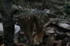 Phaeoclavulina cyanocephala