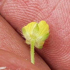 Ranunculus arvensis image