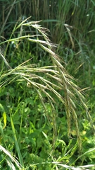 Elymus tsukushiensis
