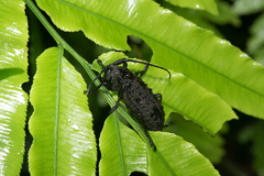 Aethalodes verrucosus formosanus
