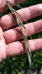 Elymus tsukushiensis