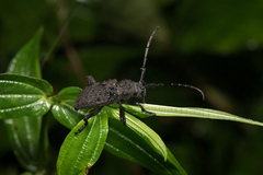 Aethalodes verrucosus formosanus