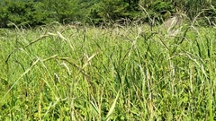 Elymus tsukushiensis