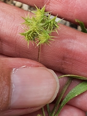 Ranunculus arvensis image