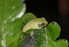 Kurixalus berylliniris