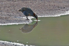 Gallirallus philippensis mellori