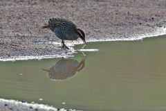 Gallirallus philippensis mellori