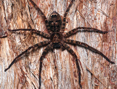 Heteropoda longipes