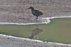 Gallirallus philippensis mellori