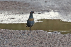 Gallirallus philippensis mellori