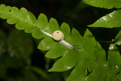 Satsuma polymorpha