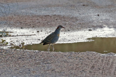 Gallirallus philippensis mellori