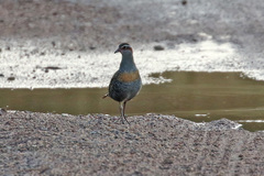 Gallirallus philippensis mellori