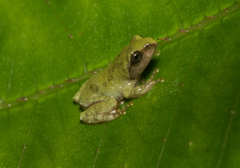 Kurixalus berylliniris