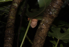 Zhangixalus aurantiventris