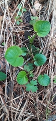 Viola mauritii