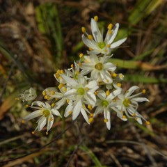 Allium subvillosum