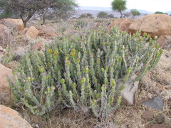 Euphorbia pseudocactus