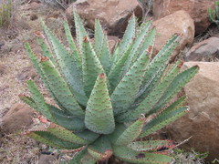 Aloe spectabilis