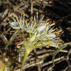 Allium subvillosum