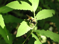 Laphria sacrator