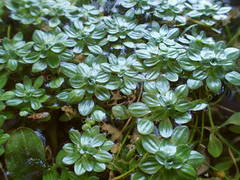 Callitriche obtusangula