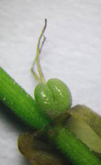 Callitriche obtusangula