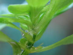 Callitriche obtusangula