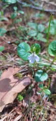 Viola mauritii